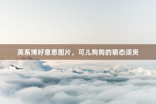 英系博好意思图片，可儿狗狗的萌态须臾